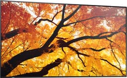 Sharp MultiSync M552 Digitale signage flatscreen 139,7 cm (55") LCD 550 cd/m² 4K Ultra HD Zwart Touchscreen — thumbnail 2