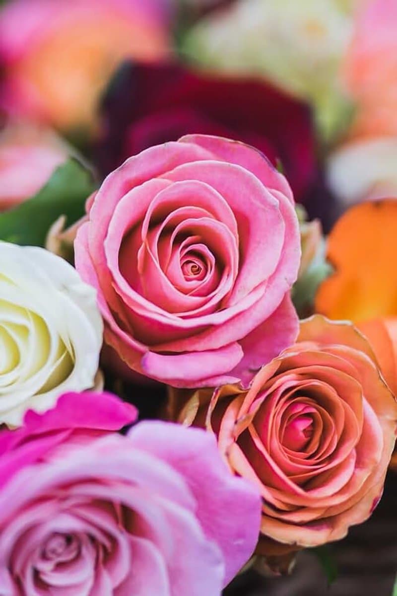Rosas Multicolor: Cuaderno con líneas y diseño floral vibrante — afbeelding 1