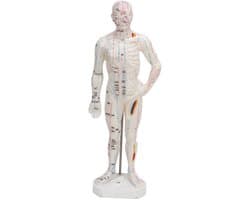 Dailygoods - Dailygoody - Lichaamsacupunctuurmodel - Professioneel meridiaanpuntenmodel - Onderwijs en massage - 33 x 16 x 6 cm - Acupunctuurmodel - Geschikt voor