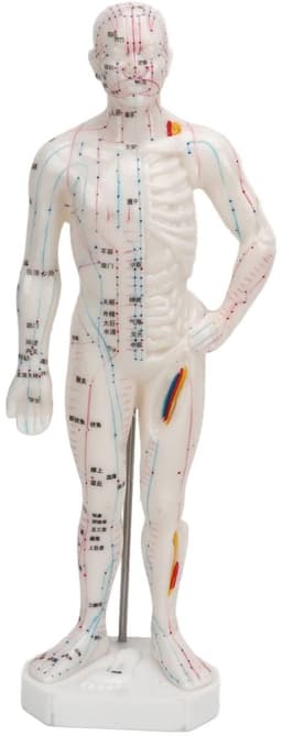 Dailygoods - Lichaamsacupunctuurmodel - Professioneel meridiaanpuntenmodel - Onderwijs en massage - 33 x 16 x 6 cm - Acupunctuurmodel - Geschikt voor — thumbnail 1