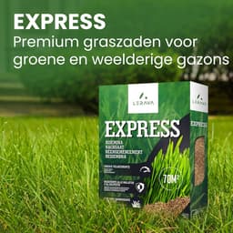 Express Graszaad voor Snelle Groei - 300 m² - Slijtvast Graszaad voor Zon en Halfschaduw - Italiaans Graszaad voor Tuin — thumbnail 5