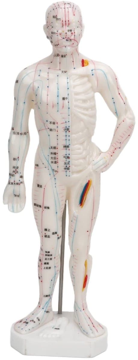 Dailygoods - Dailygoody - Lichaamsacupunctuurmodel - Professioneel meridiaanpuntenmodel - Onderwijs en massage - 33 x 16 x 6 cm - Acupunctuurmodel - Geschikt voor — afbeelding 1